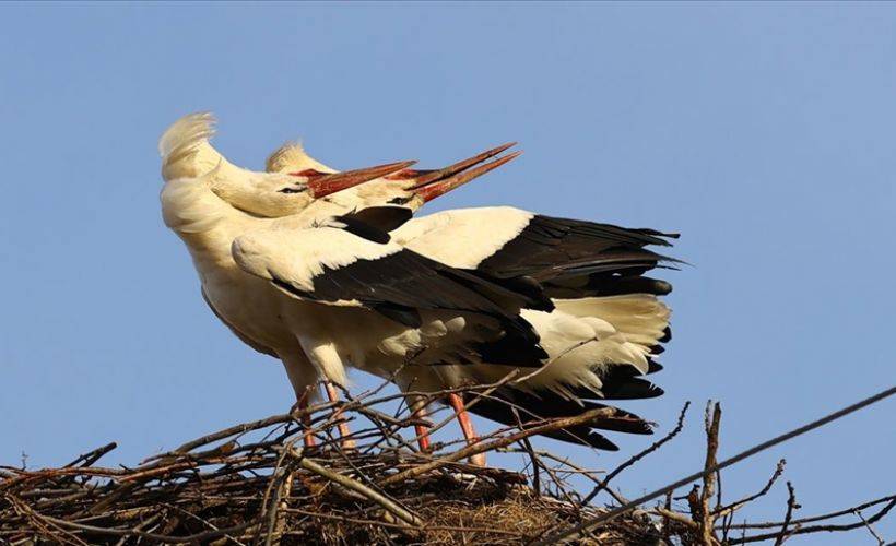 Leylekler için 'yapay yuva'