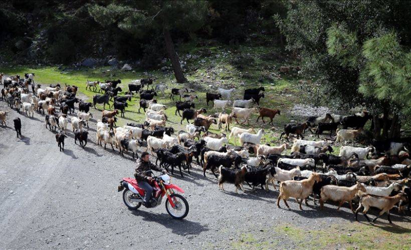 Sürüsünü 'drone' ile takip eden 'teknolojik çoban'