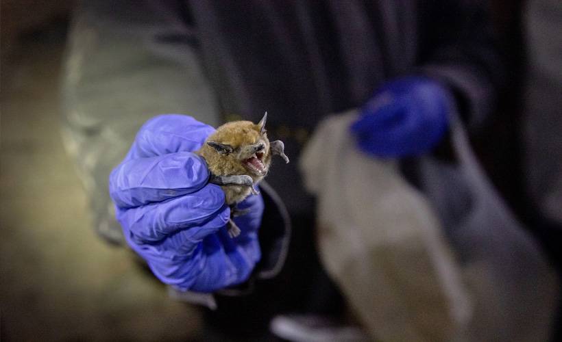 DSÖ açıkladı: İşte yarasa dışında virüs bulaştırabilecek hayvanlar
