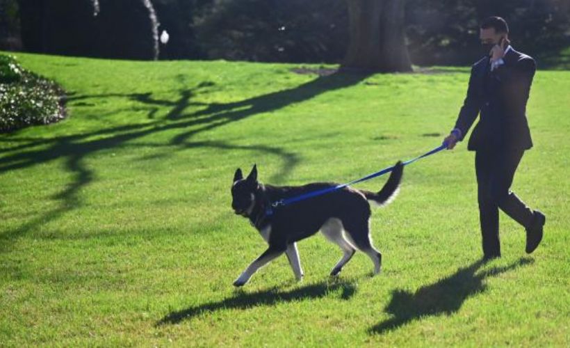Joe Biden'ın köpeği 'Major', bir kişiyi daha ısırdı