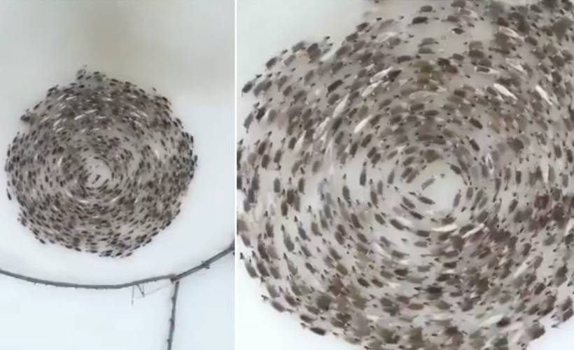 Ren geyiklerinin merak uyandıran çemberi