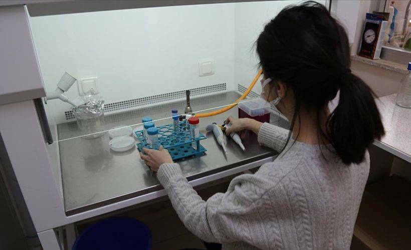 Türk bilim insanları tohum kullanmadan buğdayın atası 'ıza'yı üretti