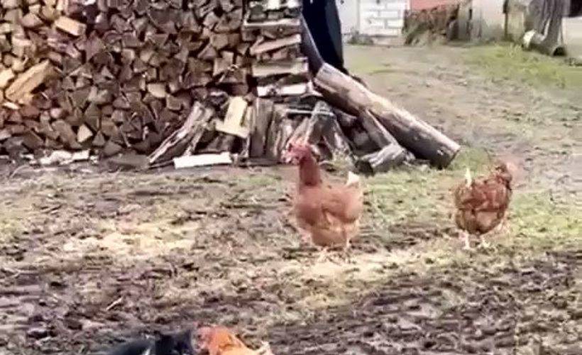 Kediye karşı birbirini savunan tavuklar