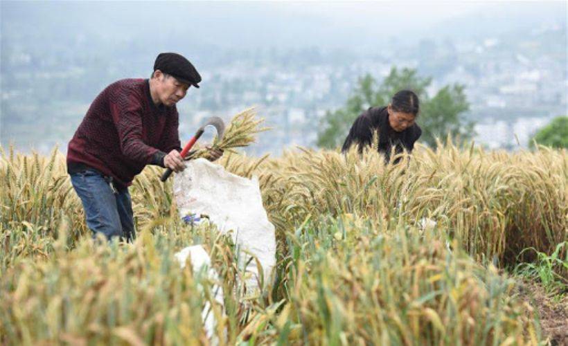 Çin'de tahıl stoku alarmı