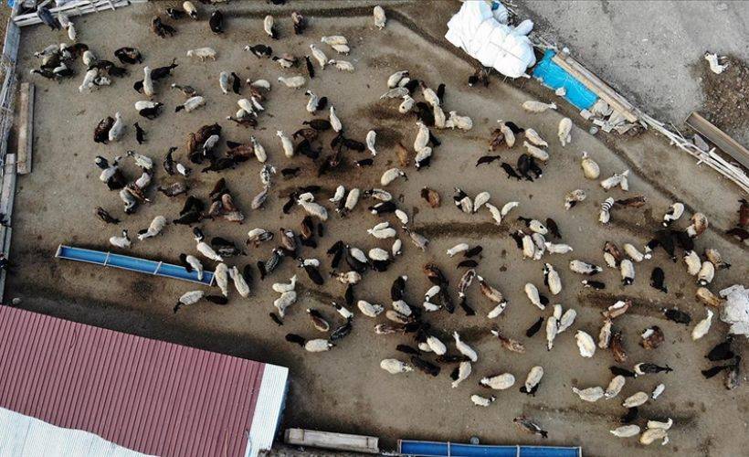 Köylerde baharın müjdecisi kuzuların anneleriyle buluşması