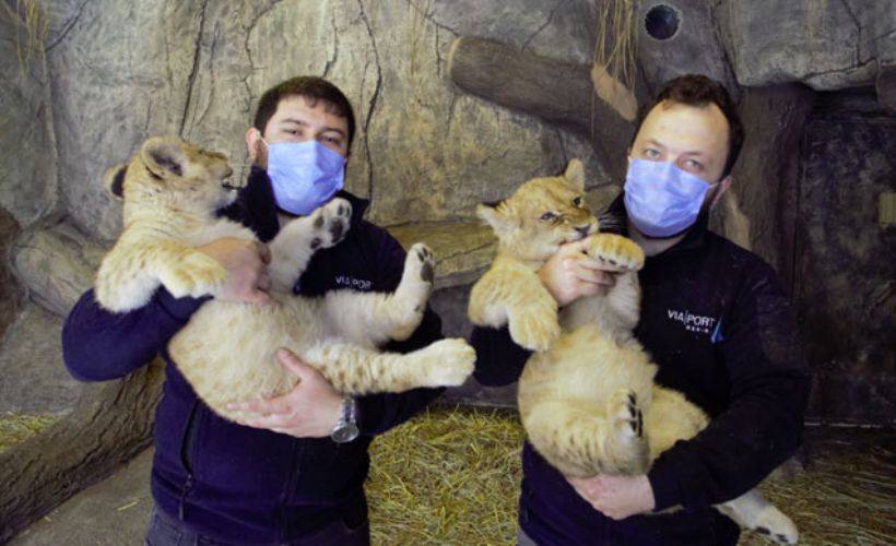 Yavru aslanlara ilginç isim önerileri: Pandemi, kovid, maske