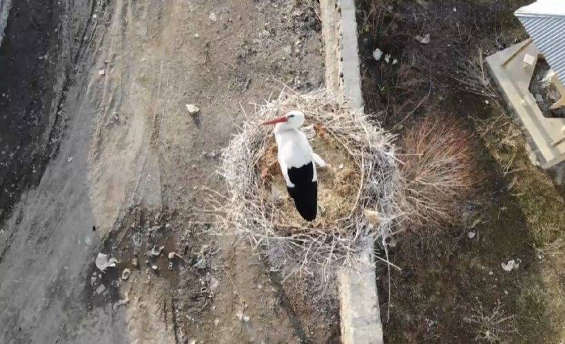 Leylekler gelir, 'merhaba bahar' denilir