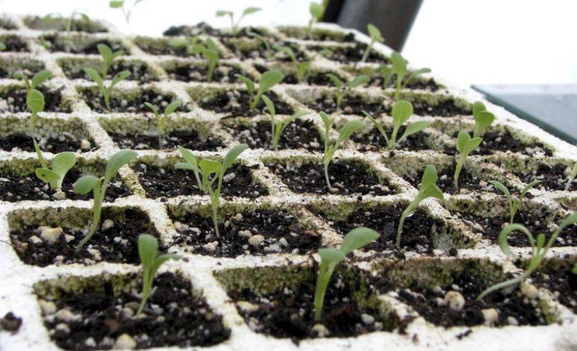 Sebze veya çiçek tahumları yetiştirmeyi denediniz mi?