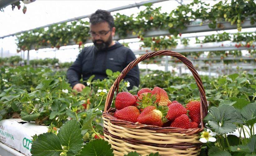Bankacılığı bırakıp köyüne sera kurdu, 4 ülkeye çilek ihraç ediyor