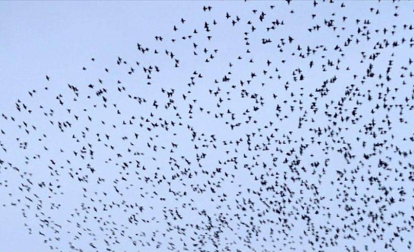 Sığırcıkların dansı...