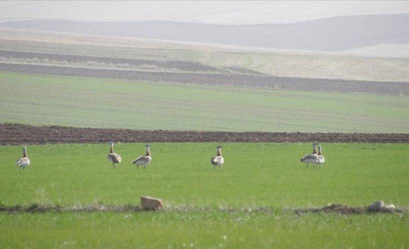 Yozgat'ta nesli tükenmekte olan toy kuşu sürüsü görüntülendi
