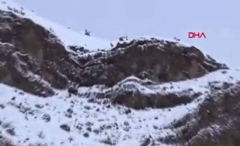 Kurdun dağ keçisi avı