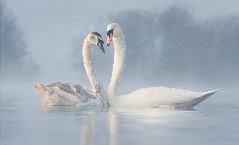2021 Yılın Kuş Fotoğrafçısı Yarışması'nın finalistleri belli oldu