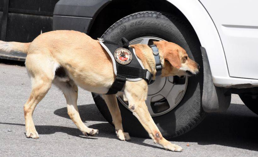 Emniyetin 'zula avcısı' operasyon köpekleri: Jack ve Athena
