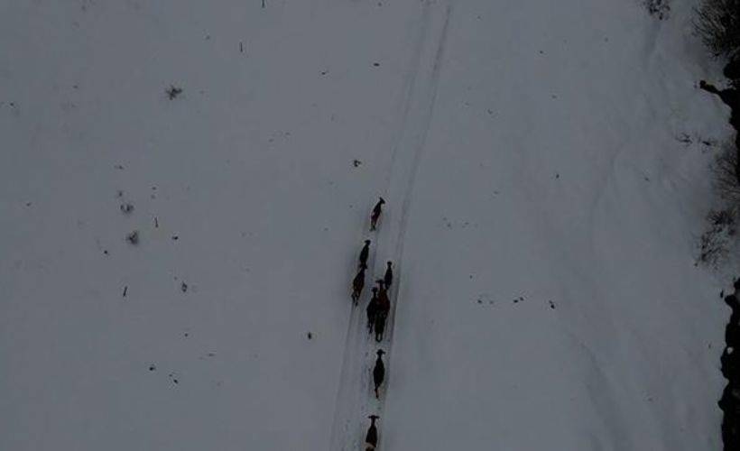 Kayseri'de kaybolan 9 hayvan dron ile bulundu