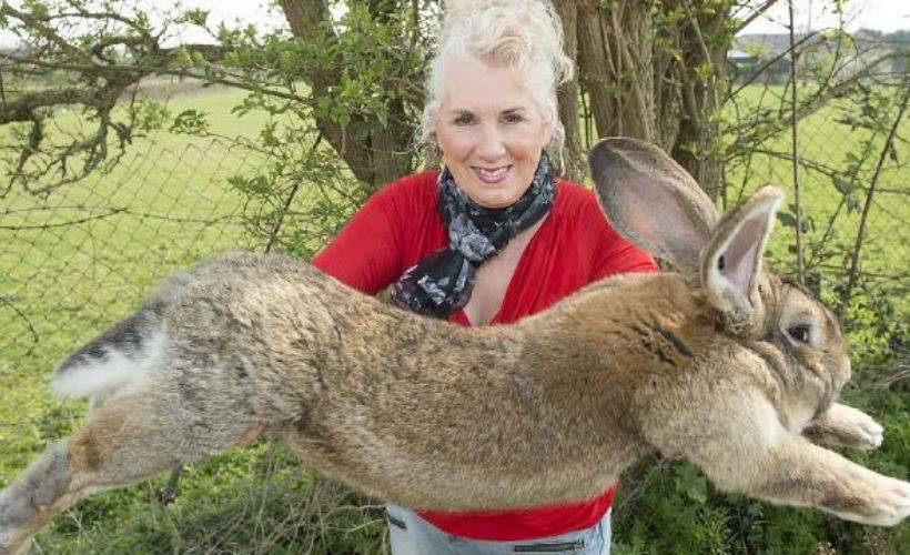 Dünyanın en büyük tavşanı kaçırıldı