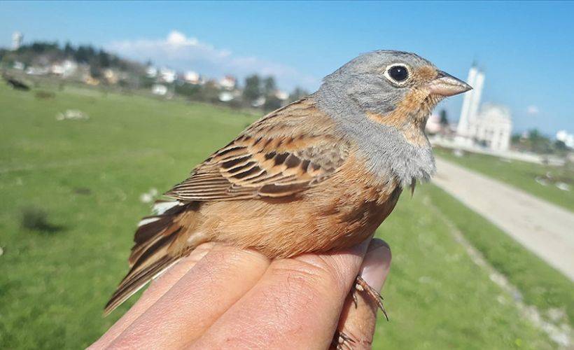4 yılda 40 bin km turdan sonra yine Antalya'da yakalandı