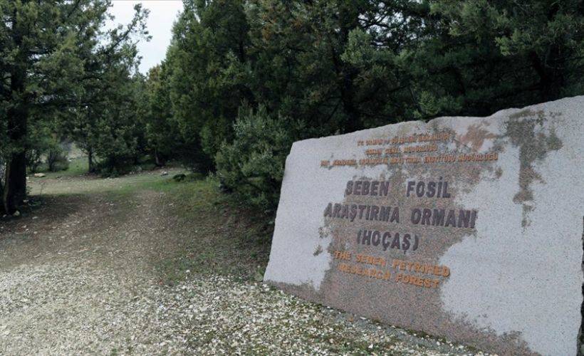 Türkiye'nin 'ilk' fosil ormanının UNESCO Dünya Miras Listesi'ne alınması için çalışma başlatıldı