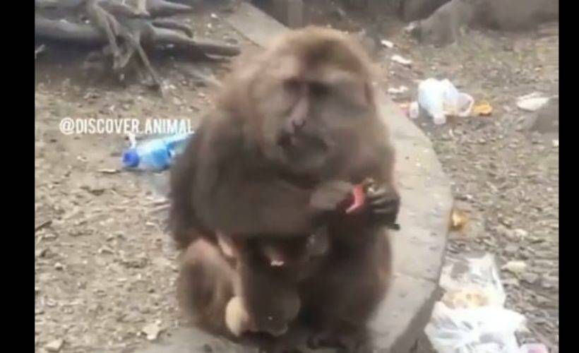 Maymun yavrusunu böyle besliyor