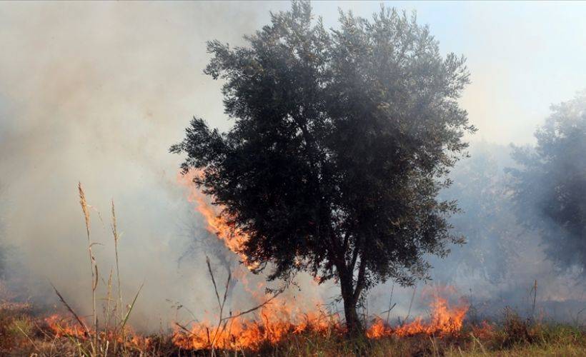 Yahudi yerleşimciler Filistinlilere ait onlarca zeytin ağacını ateşe verdi