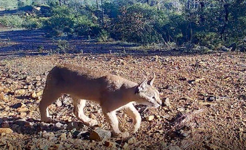 Nesli tükenme tehlikesindeki karakulak fotokapanla görüntülendi