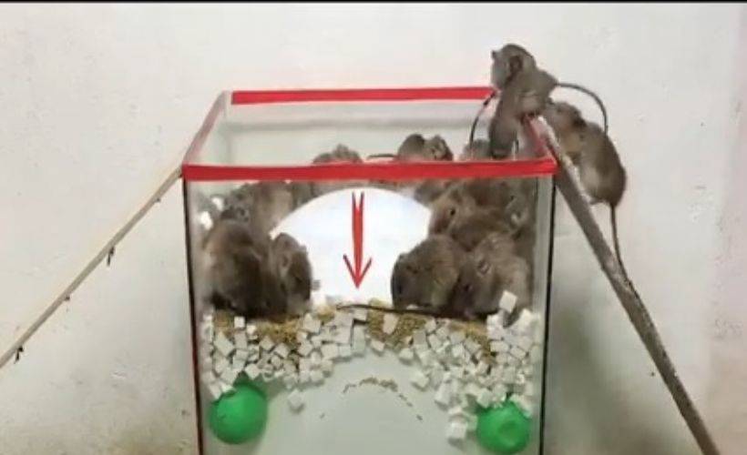 Daha önce hiç böyle fare kapanı görmediniz