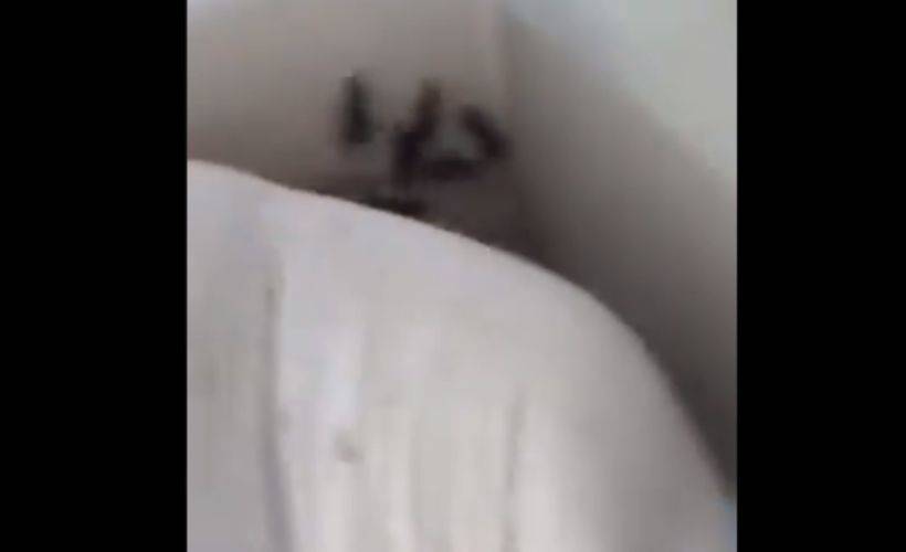 Sosyal medyada rezil görüntü! Pirinç ambarına yuva yapmış fareler