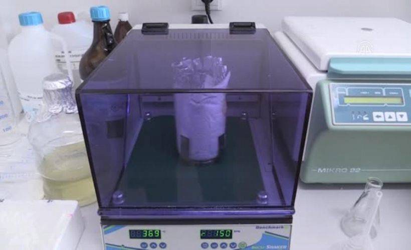 Iza buğdayının kökündeki bakteriden üretilen gübreyle verim artışı sağlandı