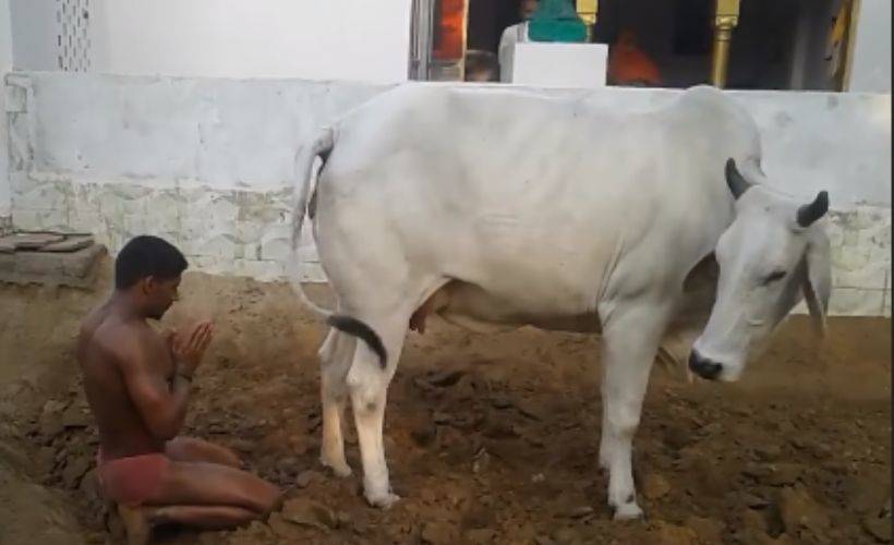 Virüse karşı 'kutsanmış' idrar