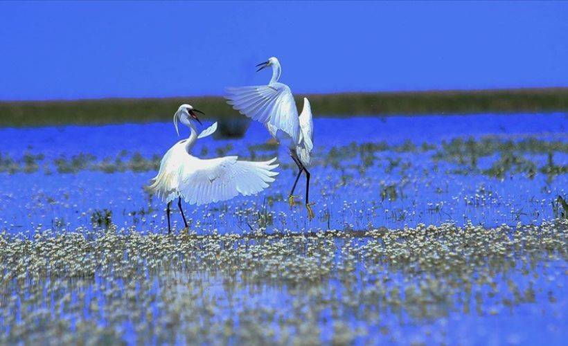 İlkbaharda Kızılırmak Deltası'ndan göçmen kuş görüntüleri