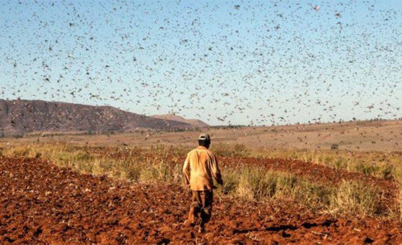 Lübnan çekirge sürülerinin istilası ile karşı karşıya