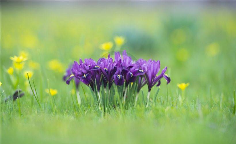 Munzur Vadisi'nde bahar çiçekleri