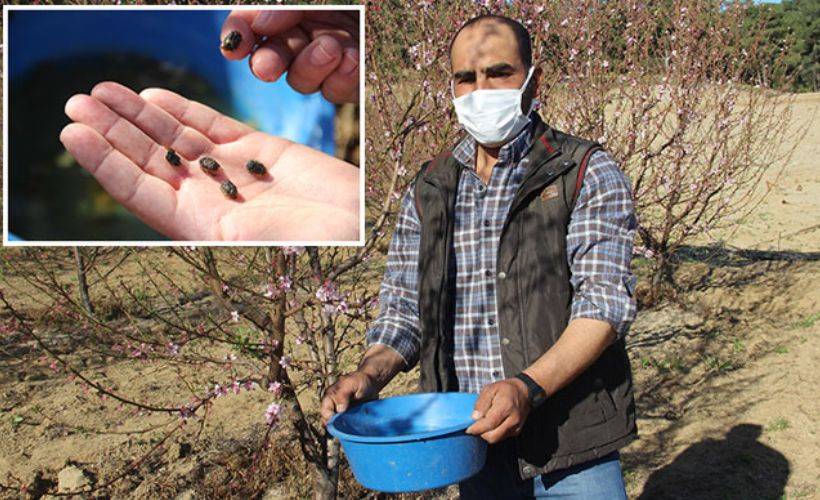 Meyve ağaçları, zararlı böceklerden mavi leğenle kurtuldu