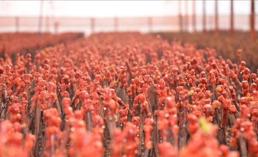 Sakarya Nehri kıyısında ürettikleri fidanları Türk cumhuriyetlerine ihraç ediyorlar