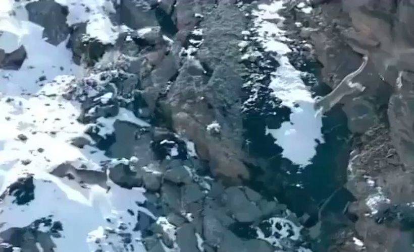 Avını yakalamak için uçurumdan atlayan kar leoparı