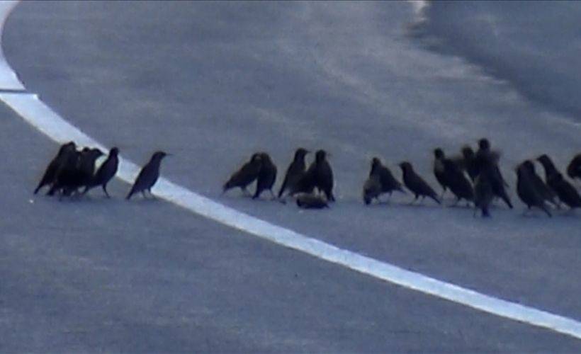 Aracın çarparak telef ettiği kuşun başından ayrılmadılar