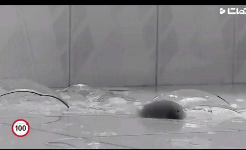 İzleyince duygulanacağınız bir kısa film: Babek Habibifar - Balık ve Ben