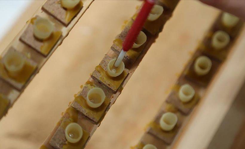 Arı sütü, poleni ve arı ekmeğinde katkı maddesine yasak