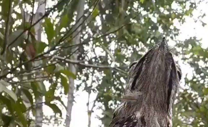 Kamufle olmuş potoo kuşu ve yavrusu