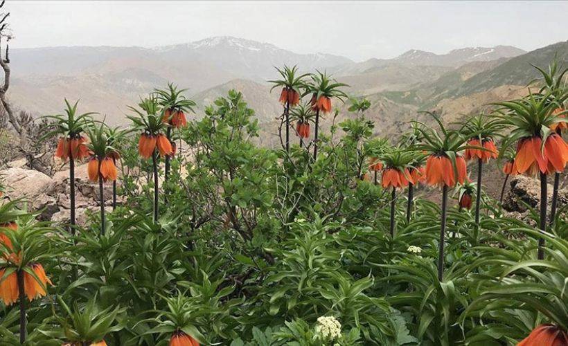 Baharın müjdecisi 'ağlayan gelin' fotoğraf tutkunlarının ilgisini çekiyor