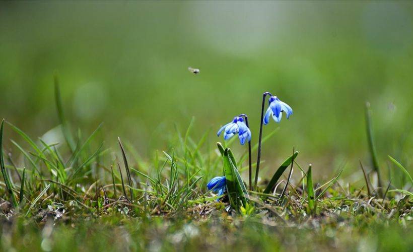 Yeşil ovaların özel güzelliği mavi kardelenler