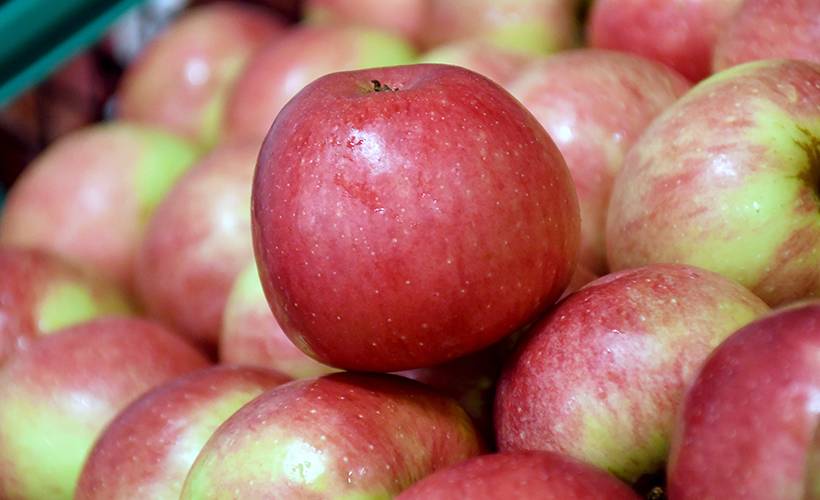 80 dönüm alanda elma bahçesi kurdu, 14 ülkeye ihracat yapıyor