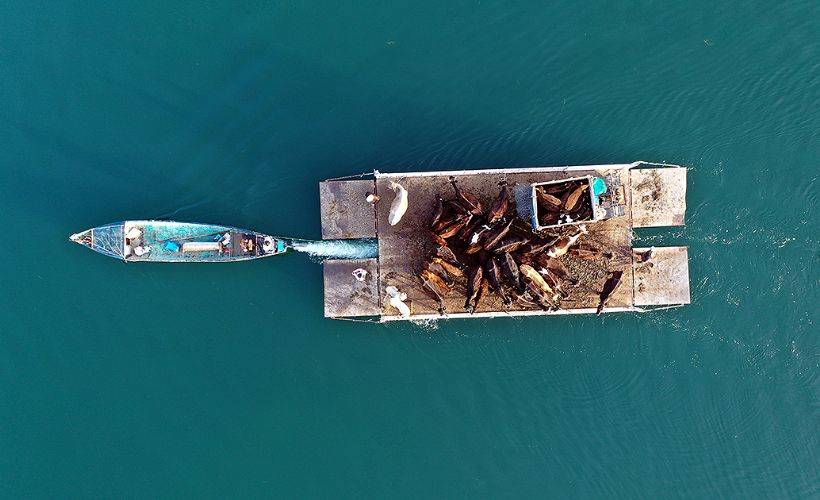 Isparta Mada Adası'ndaki Yörükler yaylaya kayıklarla çıkıyor