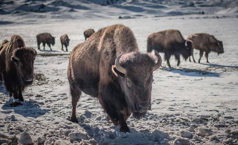 ABD'de 400 bizonu öldürecek gönüllüler aranıyor