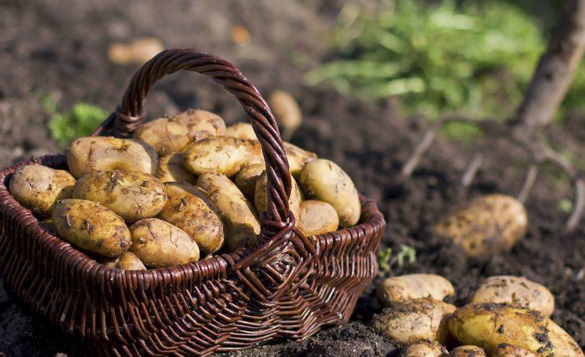 Bu dünya patates kıtlığı da gördü: İrlanda patates kıtlığı