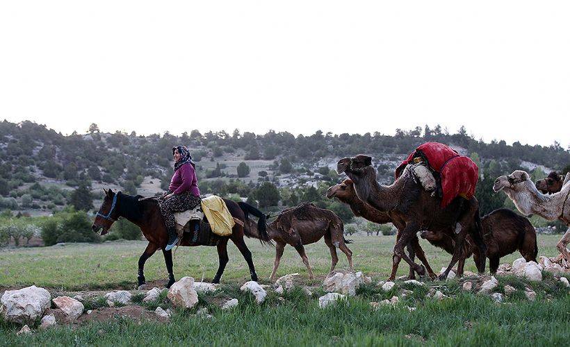 Sarıkeçili Yörükleri 1000 yıllık tarihi yolculuğunu develerle sürdürüyor