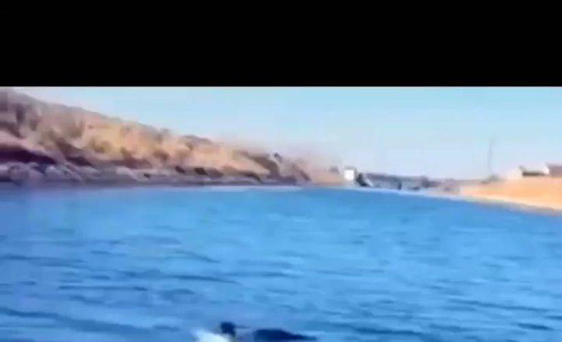 Yırtıcı kuş ile balıkçının kavgası