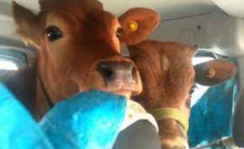 Rizeli yaylacı iki danayı aracının arka koltuğunda yaylaya çıkardı