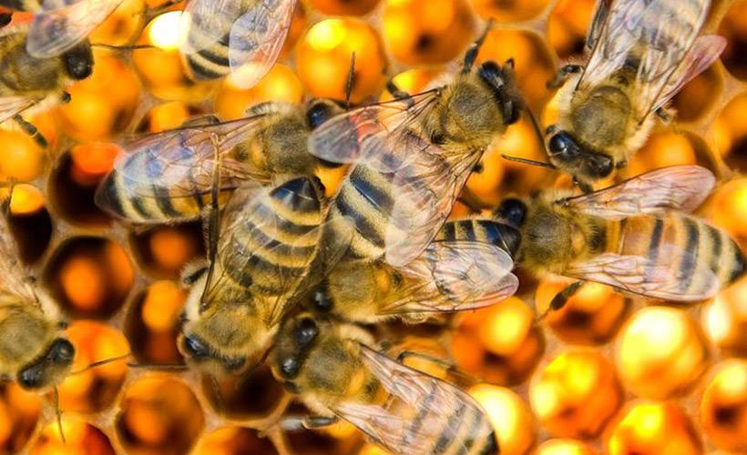 Bilim insanları koronavirüsü tespit etmek için arıları eğitiyor