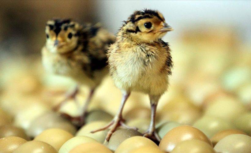 Yumurtadan çıkan sülünler doğaya hazırlanıyor